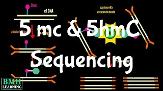 5 mc amp 5hmC Sequencing  Sequencing Of 5Methylcytosine amp 5Hydroxymethylcytosine [upl. by Dimitry]