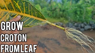 Grow croton from single leaf in water  No soil required [upl. by Stockton]