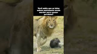 Ataque Leão 🦁 Você sabia Curiosidade mundoanimal animals leão lion mundoselvagem [upl. by Ayotas]