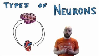 Types of Neurons  Structural and Functional Classes [upl. by Kiersten1]