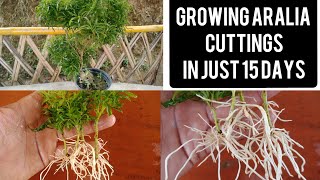 Grow Aralia From Cutting in Just 15 Days How To Grow Aralia From Cutting [upl. by Eeliab]