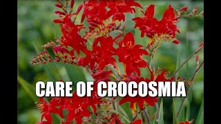 Interesting things about Crocosmia amp Diagnosing Problems [upl. by Enelyam925]