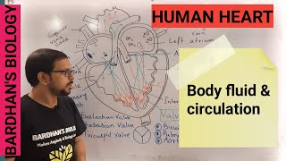 HUMAN HEART  STRUCTURE amp FUNCTION [upl. by Thirion]