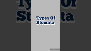 Types of Stomata dailyshort biology pharmacognosy science pharmacy medicalstudent education [upl. by Bettine]