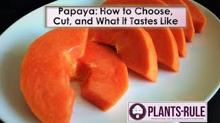 Papaya How to Choose Cut and Enjoy from PlantsRule [upl. by Annij]