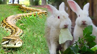 Wow Snake want to Eating Rabbit when Rabbit Eating Food in home [upl. by Alesig]