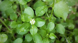 Chickweed identification amp uses [upl. by Oiludbo]