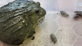 GIANT BULLFROG VS 50 ROACHES Pixie Frog [upl. by Emmerich]