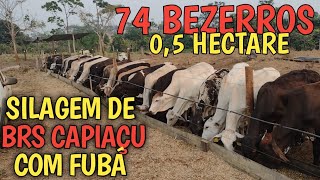 74 bezerros tratados com silagem de Brs capiaçu  farelo de milho pecuariaboigordo [upl. by Ajaj]