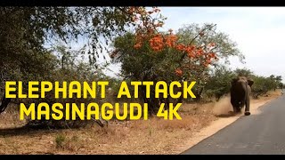 Elephant Attack Masinagudi 4K Go Pro [upl. by Imre]