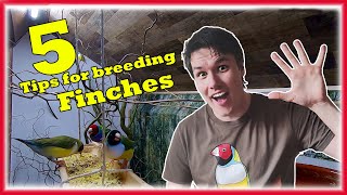 5 Easy TIPS to Increase Your FINCHES Breeding Succes The Bird Gallery [upl. by Ileana]