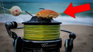 EVRYTHING Eats Mole Crabs  Surf Fishing Pompano [upl. by Grossman]