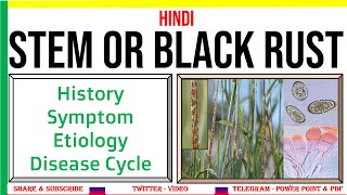 Stem or Black Rust of WheatSymptomEtiologyDisease Cycle  Puccinia graminis fsp tritici PAC 6 [upl. by Ryan879]