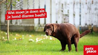 Wat moet je doen als je hond diarree heeft [upl. by Eadnus439]