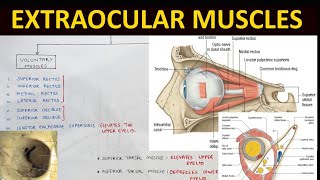 Extraocular Muscles Anatomy 12  Head amp Neck Anatomy [upl. by Harimas]