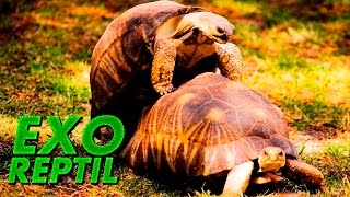 Exo Reptil  Como se Reproducen las Tortugas de Tierra [upl. by Azarria]