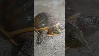 kachhua tortoiselove viralvideos viralshorts virqlshort [upl. by Danielle]