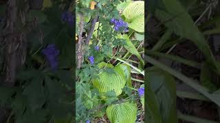 Monkshood blooms in fall with golden hosta monkshood hosta fallcolors [upl. by Pernick]