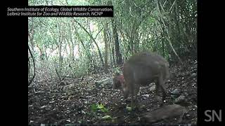 A silverbacked chevrotain is caught on camera in Vietnam  Science News [upl. by Mirisola]