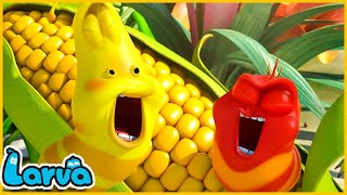 LARVA SEASON 1 EPISODE 584700  HILARIOUS CARTOON MEMES  LARVA TERBARU 2024 [upl. by Rimisac]