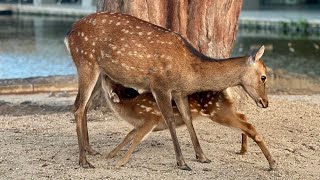 A Day In Nara 🇯🇵… Deer Mochi amp More Deer 🦌🍡 [upl. by Dukie204]