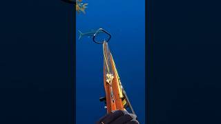 Yellowtail sashimiSpearfishingspearfishing spearfish diving yellowtail foryou fy riffe￼￼ [upl. by Ecnarolf]