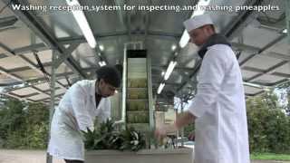 Mobile Pineapple Fruit Juice Processing Plant [upl. by Eeuqram]