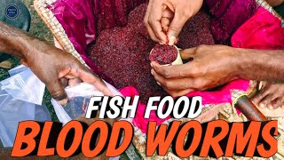 bloodworms  bloodworm fish food  fish food bloodworm  natural fish food  bloodworm culture [upl. by Ahseenal14]