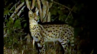 May 12 WildEarth Sunset SafariLIVE Serval [upl. by Yseulte]