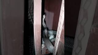 cobra snake animals reptiles snakevide cobrasnake kingcobra trending snakebite Raunak Jahan [upl. by Renner]