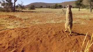 Kalahari Meerkats  Episode 4  Previoulsy on [upl. by Lovel]