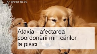 Ataxia  afectarea coordonării mișcărilor la pisici [upl. by Craw]