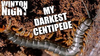 New Centipede Unboxing [upl. by Nodle170]