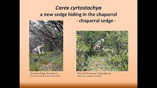 Carex xerophila – a new sedge hiding in the chaparral [upl. by Bronny138]