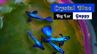 Crystal Blue Big Ear Guppy Aquaria Farm  Malayalam [upl. by Alyk]