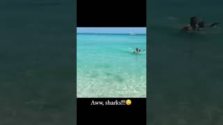 Miami Beach shark attack caught on camera [upl. by Ninette]