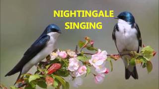 Незабываемые Трели Соловья  Nightingale Singing to Relax [upl. by Broome]