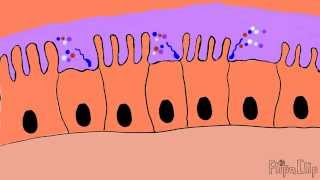 Mechanism of cholera toxin [upl. by Nagel970]