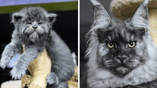 This Entire Litter Of Maine Coon Kittens Were Born With Grumpy Faces And Theyre Adorable [upl. by Sarah]