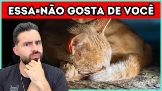 Se Seu Gato Dorme Nessas Posições QUANDO VOCÊ ESTÁ PERTO Significa Isso [upl. by Alletneuq]