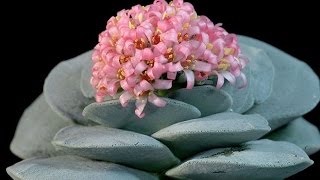 Crassula falcata  Airplane Plant [upl. by Chuipek]