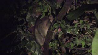 Brushtail possum making wierd noises [upl. by Benioff]