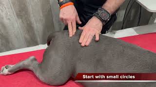 How to massage your dog Ep 3 the hips and hind legs [upl. by Eeral483]