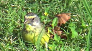 Yellowfronted canary [upl. by Anrev149]