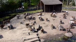 Bavianen voedertijd in Dierenpark Amersfoort [upl. by Jehial]