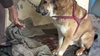 Dog fighting makes a comeback in Afghanistan [upl. by Adlee]