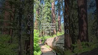 Walking INSIDE a Giant Sequoia Redwood shorts [upl. by Hesky757]