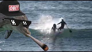 Thug Life Dolphin  Paddle Boarder SMASHED [upl. by Odlavso]