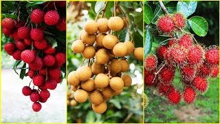 Tropical Fruit Farm Harvest  Lychee Longan Rambutan Harvesting  Amazing Agriculture Technology [upl. by Ojeibbob]