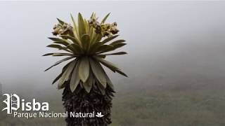 PÁRAMO DE PISBA PATRIMONIO NATURAL E HISTÓRICO DE COLOMBIA [upl. by Ardnalac]